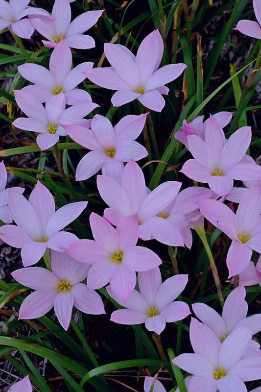Image of Zephyranthes 'Kathryn'