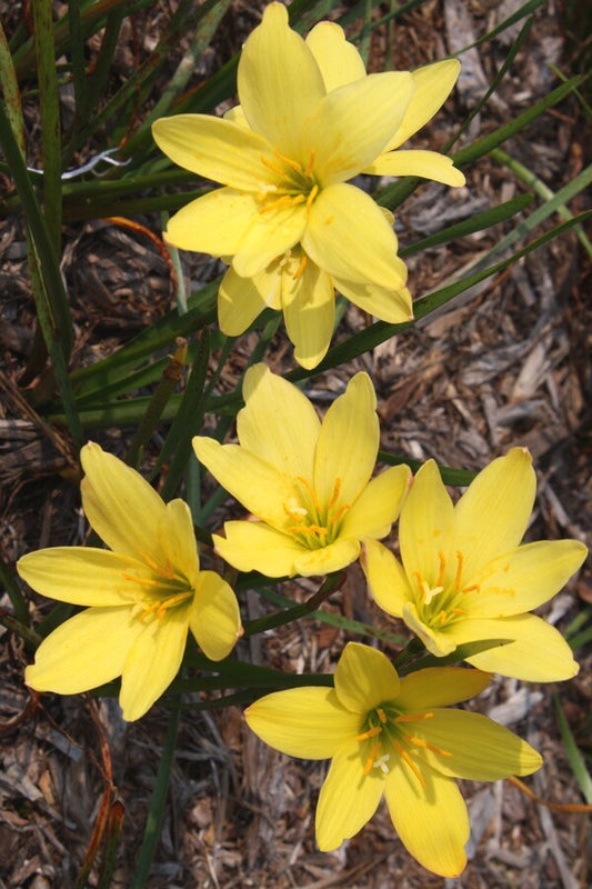Image of Zephyranthes 'Midas Touch' taken at Juniper Level Botanic Gdn, NC by JLBG