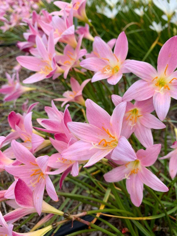 star flower lily Zephyranthes Morning Star