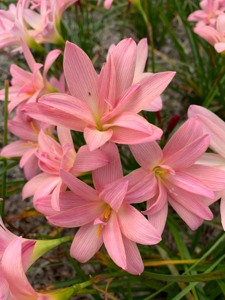 Image of Zephyranthes 'Moulin Rouge' taken at Juniper Level Botanic Garden, Raleigh NC by Lidia Churakova