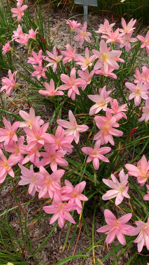 Image of Zephyranthes 'Moulin Rouge' taken at Juniper Level Botanic Garden, Raleigh NC by Lidia Churakova