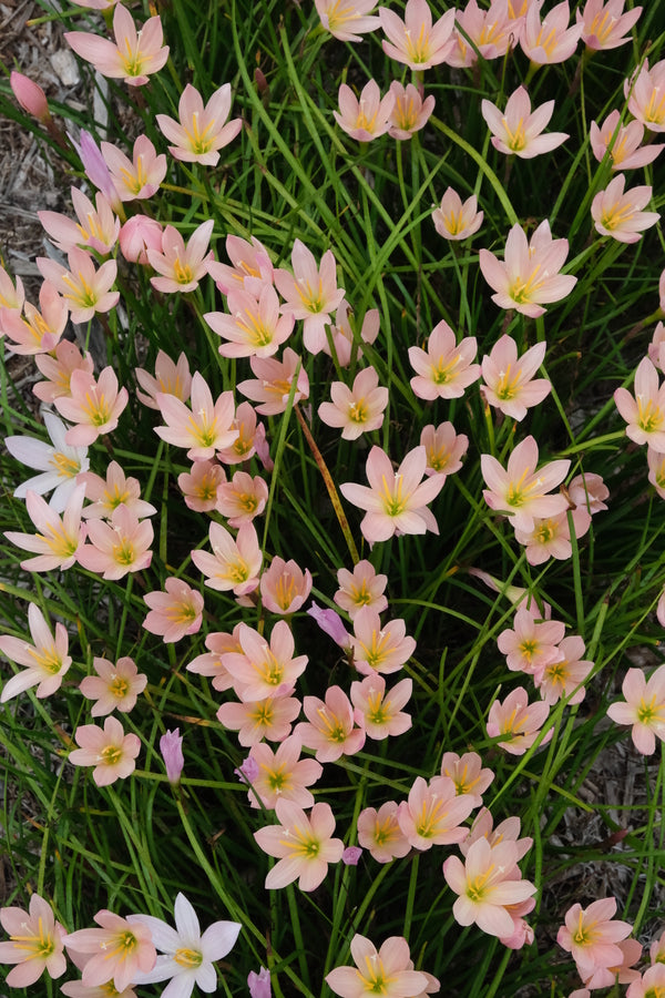 sunset lily flower Zephyranthes 'Prairie Sunset'