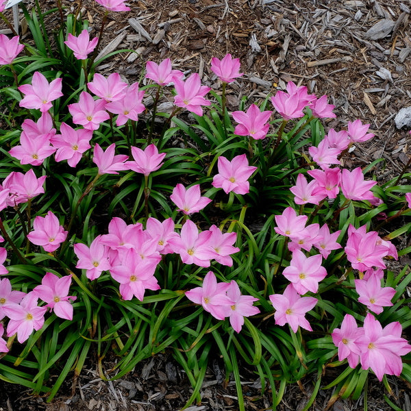 Learn about Zephyranthes 'Rose Colored Glasses' | Rose Colored