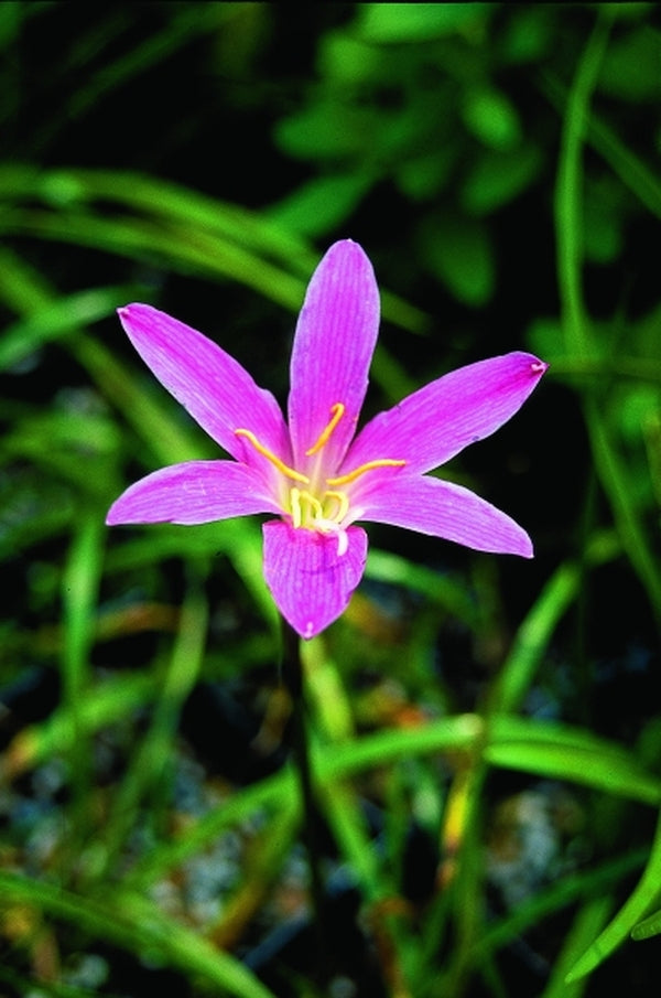 purple rain lily flower Zephyranthes Ruth Page