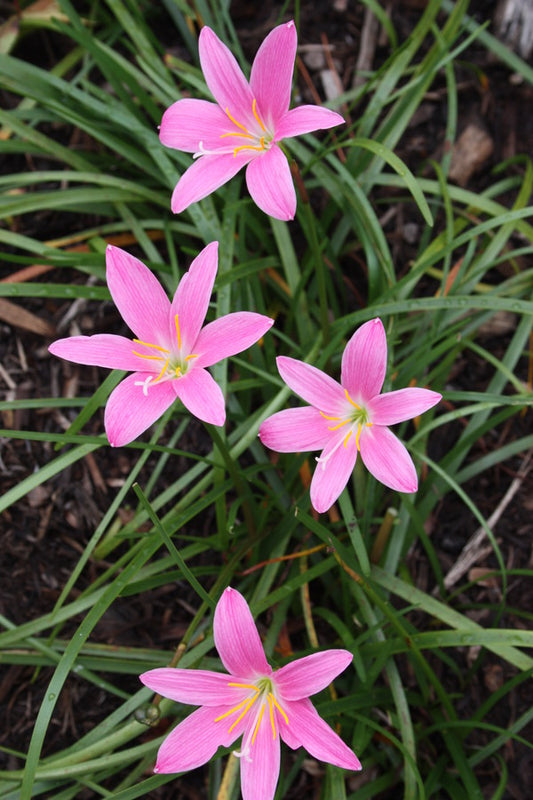 Image of Zephyranthes 'Ruth Page' taken at Juniper Level Botanic Gdn, NC by JLBG