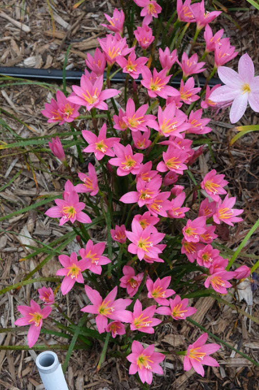 Image of Zephyranthes 'Shazaam' taken at Juniper Level Botanic Gdn, NC by JLBG