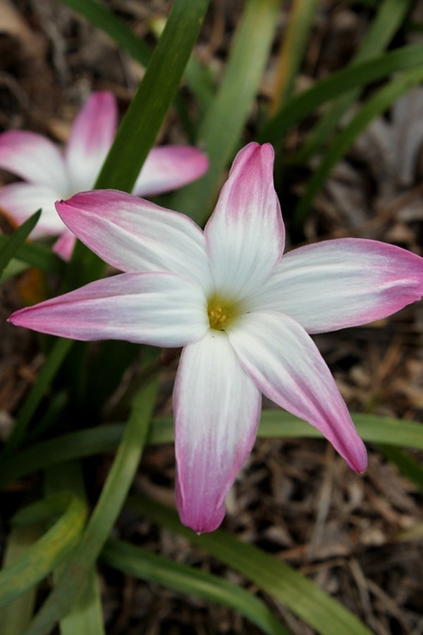 Image of Zephyranthes 'Summer's Chill'