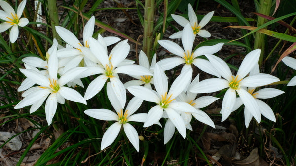 Zephyranthes Superstar