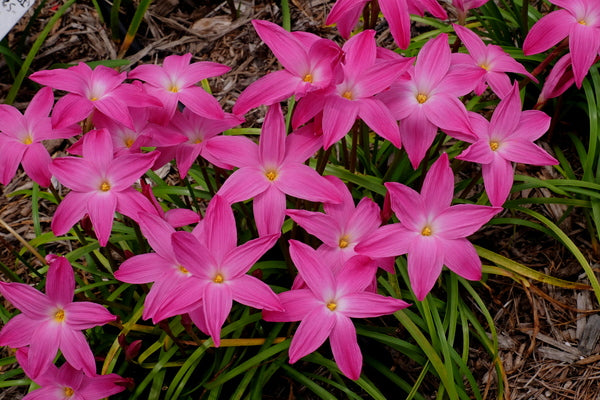 Image of Zephyranthes 'Viva Las Vegas' taken at Juniper Level Botanic Gdn, NC by JLBG
