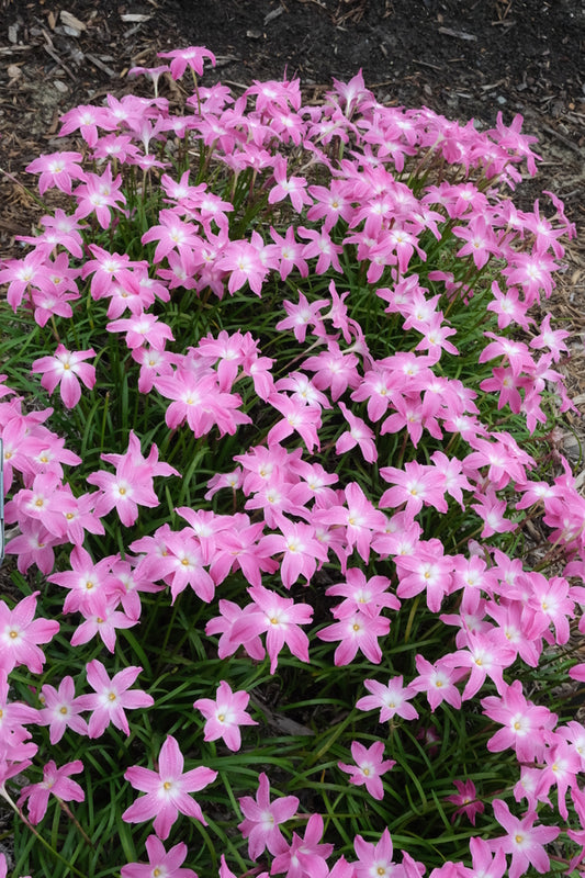 Image of Zephyranthes 'Viva Las Vegas' taken at Juniper Level Botanic Gdn, NC by JLBG