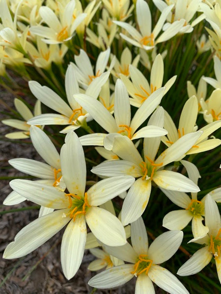 yellow rain lily flower Zephyranthes Yellow Fever