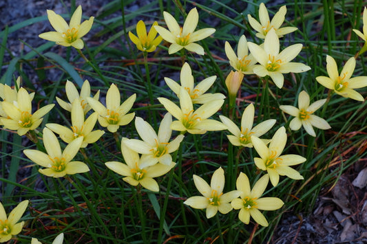 Image of Zephyranthes 'Yolkster' taken at Juniper Level Botanic Gdn, NC by JLBG