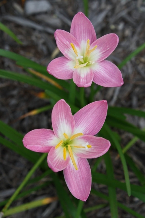 Image of Zephyranthes 'Zodiac Surprise' taken at Juniper Level Botanic Gdn, NC by JLBG