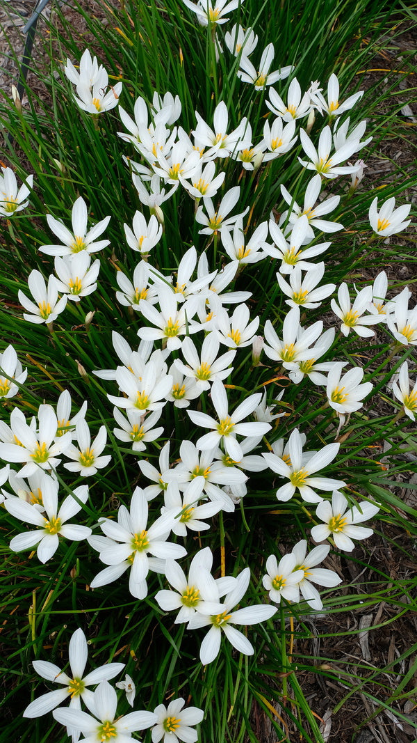 white fairy lily Zephyranthes candida Quite White