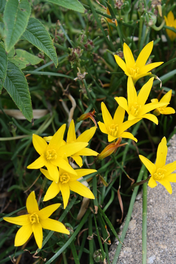 yellow flower that looks like a lily Zephyranthes flavissima