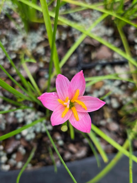 Image of Zephyranthes grahamiana taken at Juniper Level Botanic Gdn, NC by JLBG