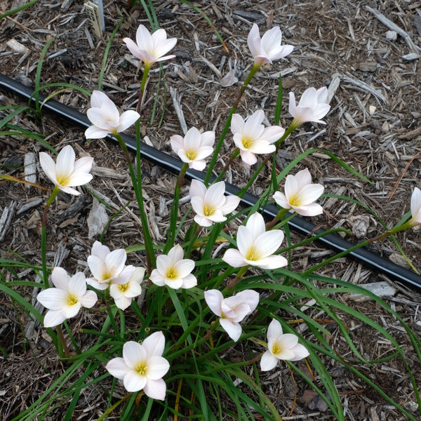 Image of Zephyranthes morrisclintii 'Starfrost' taken at Juniper Level Botanic Gdn, NC by JLBG