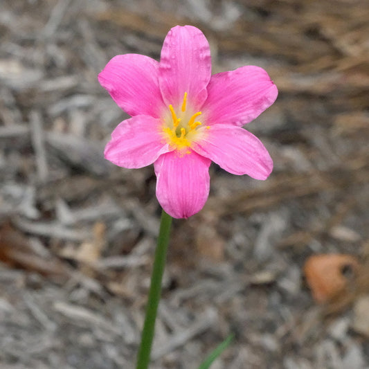 Image of Zephyranthes sp. nov. yuccadoensis taken at Juniper Level Botanic Gdn, NC by JLBG