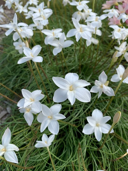 Image of Zephyranthes traubii 'San Carlos' taken at Juniper Level Botanic Garden, Raleigh NC by Lidia Churakova