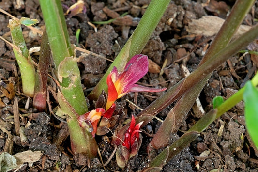 Image of Zingiber kawagoii 'Ali' taken at Juniper Level Botanic Gdn, NC by JLBG