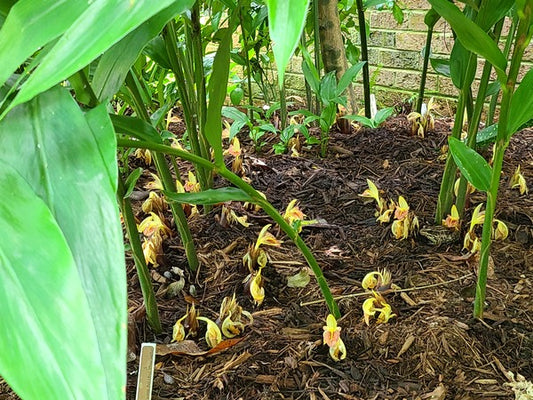 Image of Zingiber mioga 'Crug's Zing' taken at Juniper Level Botanic Gdn, NC by JLBG