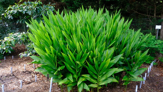 Image of Zingiber mioga 'Hot Lips' taken at Juniper Level Botanic Gdn, NC by JLBG