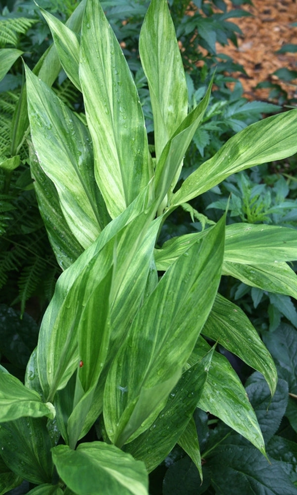 Image of Zingiber mioga 'Silver Arrow'