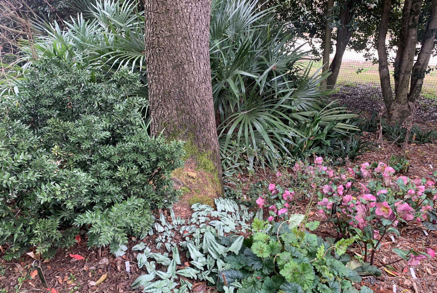A garden bed containing purple flowering Hellebores, silver leaved Cyclamen, Ruscus, and other plants