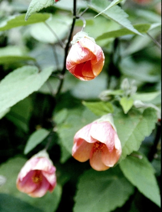 Image of Abutilon 'Ann'||