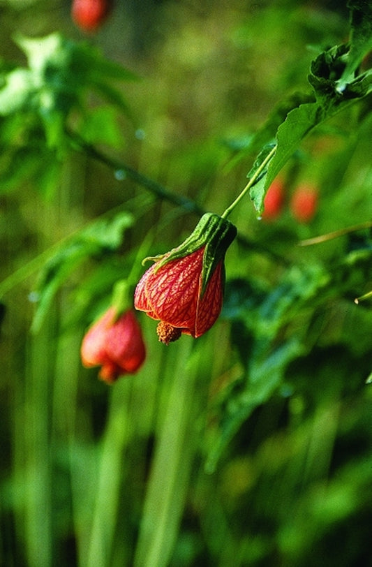 Image of Abutilon 'Marion Stewart'|Juniper Level Botanic Gdn, NC|JLBG
