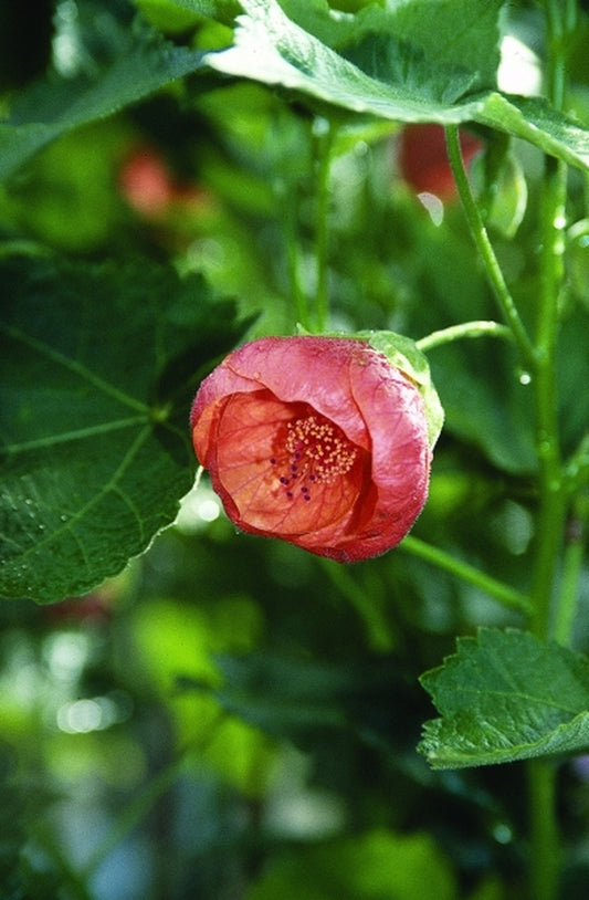 Image of Abutilon 'Marion'|Juniper Level Botanic Gdn, NC|JLBG