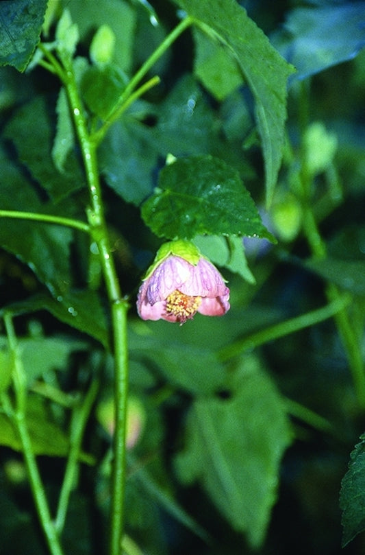 Image of Abutilon x hybridum 'Helen'|Juniper Level Botanic Gdn, NC|JLBG