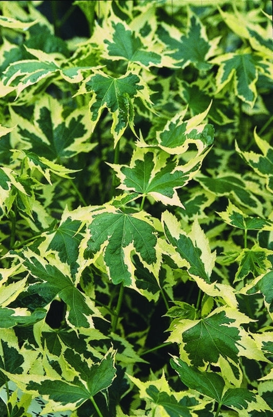 Image of Abutilon x hybridum 'Souvenir de Bonn'|Juniper Level Botanic Gdn, NC|JLBG