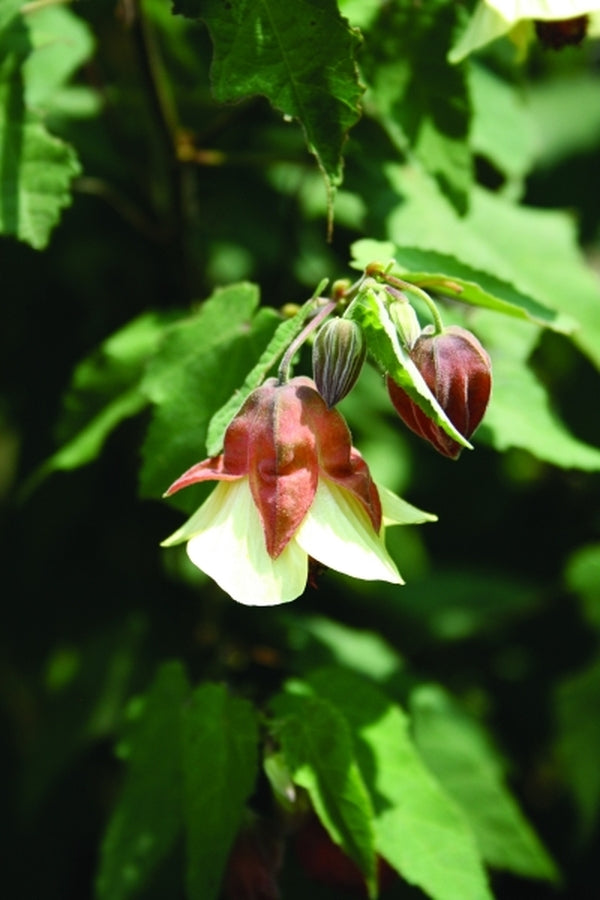 Image of Abutilon megapotamicum 'Ines'|Juniper Level Botanic Gdn, NC|JLBG