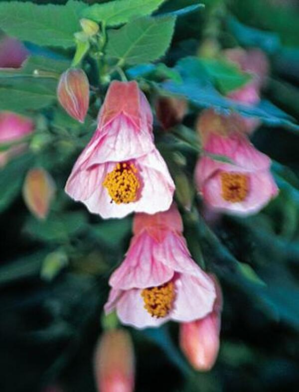 Image of Abutilon megapotamicum 'Pink Charm'|Juniper Level Botanic Gdn, NC|JLBG