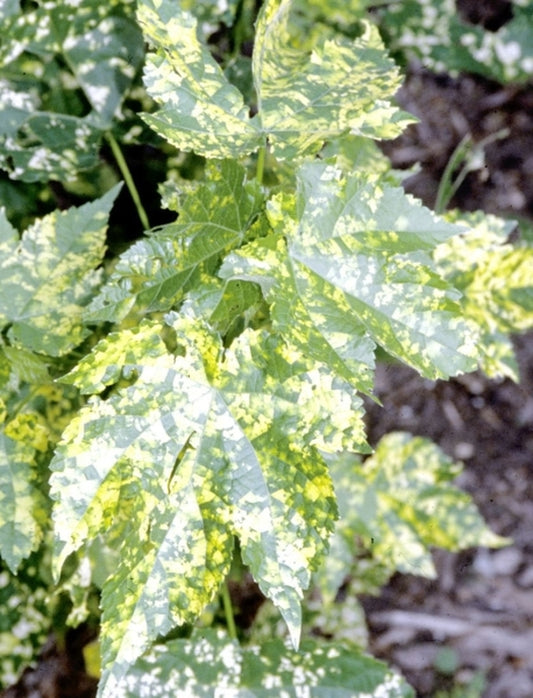 Image of Abutilon pictum 'Thompsonii'|Juniper Level Botanic Gdn, NC|JLBG
