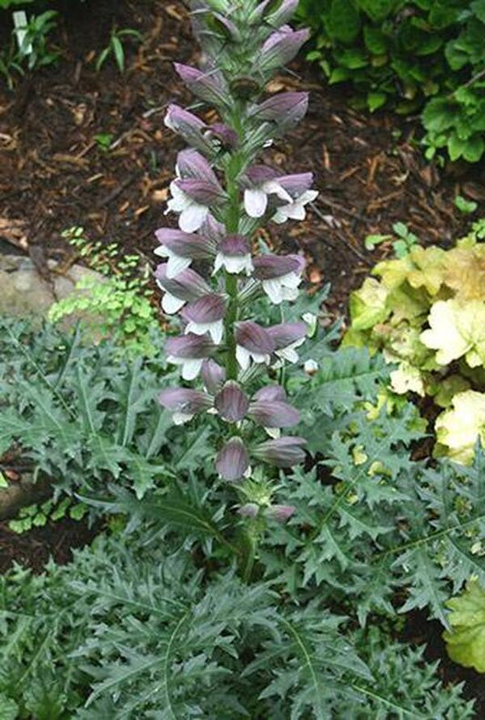 Image of Acanthus 'Holland Days'taken at Juniper Level Botanic Gdn, NC by JLBG