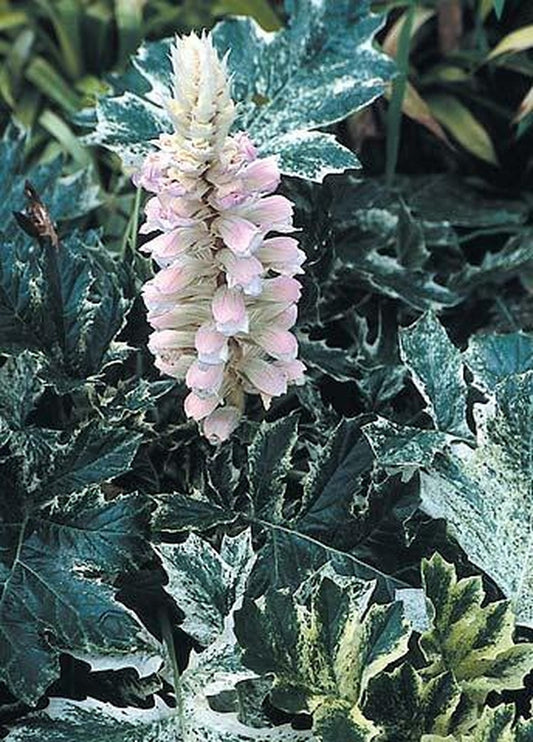 Image of Acanthus mollis 'Tasmanian Angel'|Terra Nova Nurseries, OR|