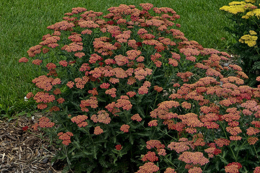 Image of Achillea 'Sassy Summer Sangria' PP 31,355|Walters Gardens, MI|Walters Gardens