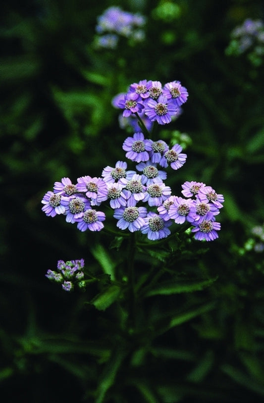 Image of Achillea ptarmica 'Stephanie Cohen'|Juniper Level Botanic Gdn, NC|JLBG