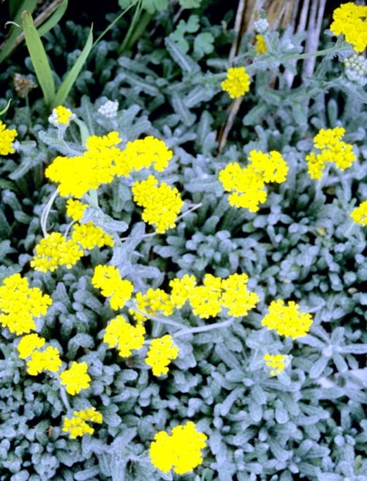 Image of Achillea tomentosa 'King Edward'|Juniper Level Botanic Gdn, NC|JLBG