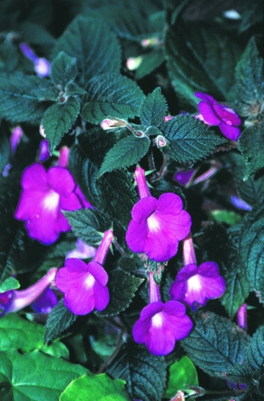 Image of Achimenantha 'Butterfield Bronze'|Juniper Level Botanic Gdn, NC|JLBG