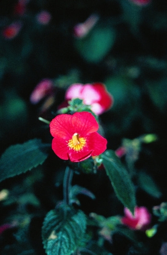 Image of Achimenantha 'Inferno'|Juniper Level Botanic Gdn, NC|JLBG