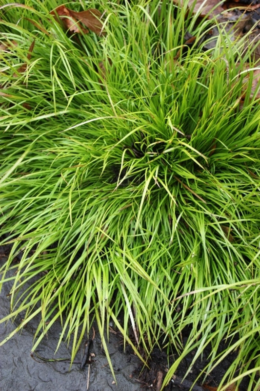 Image of Acorus gramineus 'Hakuro Nishiki'|Juniper Level Botanic Gdn, NC|JLBG