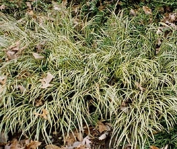 Image of Acorus gramineus 'Variegatus'|US National Arboretum, DC|