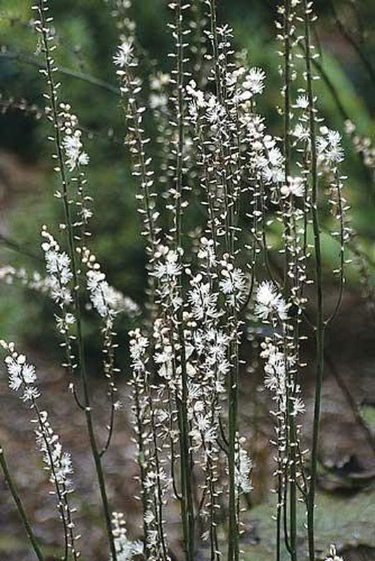 Image of Actaea japonica|Juniper Level Botanic Gdn, NC|JLBG