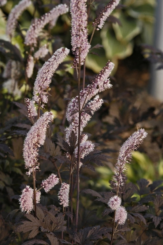 Image of Actaea simplex 'Hillside Black Beauty' PP 9988|Walters Gardens, MI|www.perennialresource.com