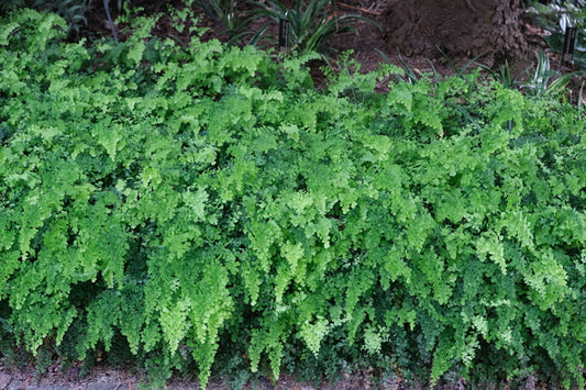Image of Adiantum capillus-veneris 'Bermuda Run'taken at Juniper Level Botanic Gdn, NC by JLBG