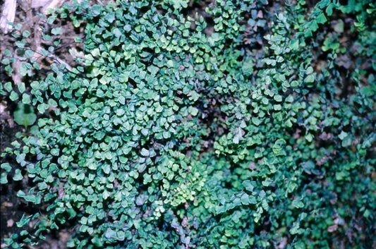 Image of Adiantum capillus-veneris 'Michigan Hardy'|Juniper Level Botanic Gdn, NC|JLBG