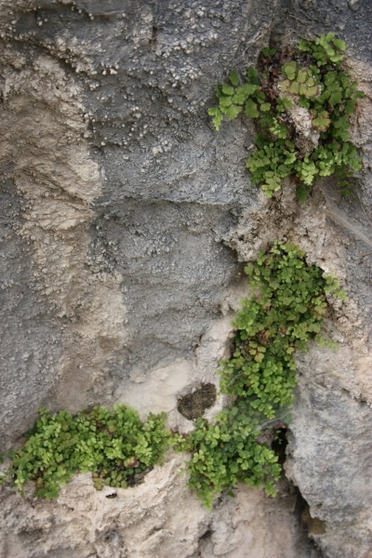 Image of Adiantum capillus-veneris 'Mt. Ida'|Juniper Level Botanic Gdn, NC|JLBG
